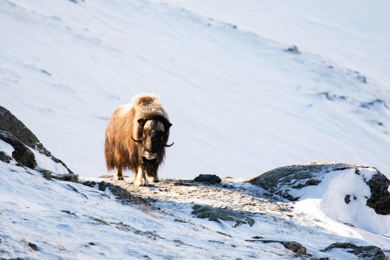 Rondane River Lodge - Rondane Gjestegard Enden ภายนอก รูปภาพ