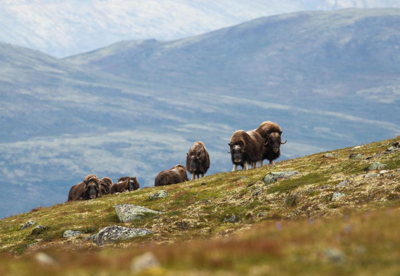 Rondane River Lodge - Rondane Gjestegard Enden ภายนอก รูปภาพ