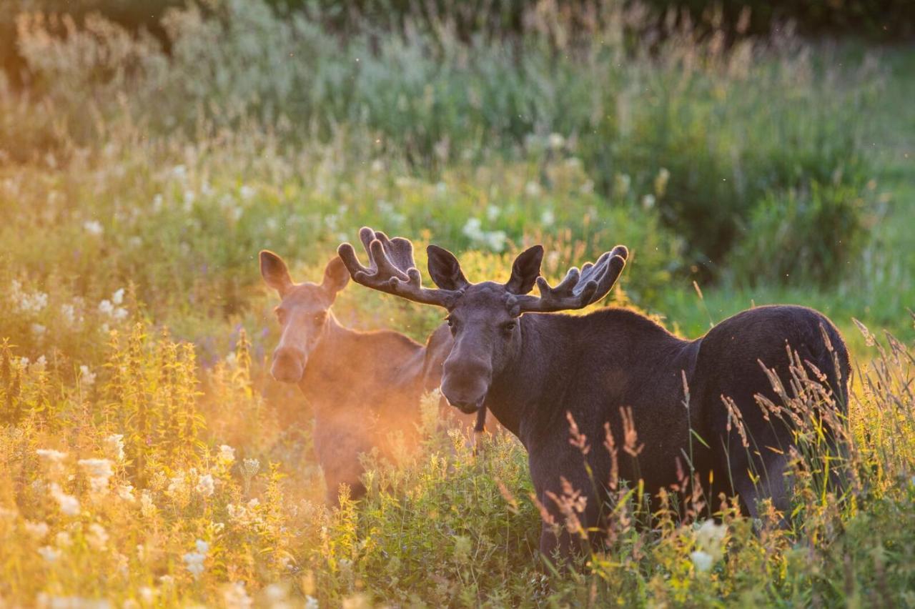 Rondane River Lodge - Rondane Gjestegard Enden ภายนอก รูปภาพ